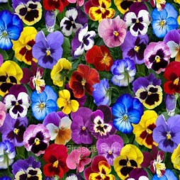 LOVELY PANSIES - MULTI 